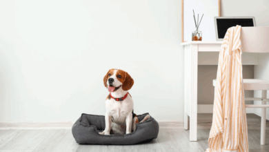 Pamper Your Pup At The Best Pet-Friendly Luxury Hotels - Treat Your Furry Friend To Ultimate Luxury